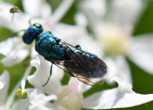 Trichrysis cyanea
